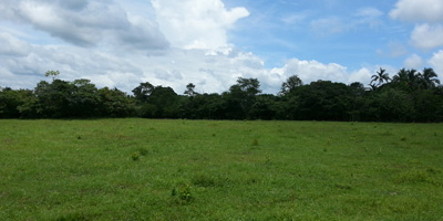 Llanos: Panama